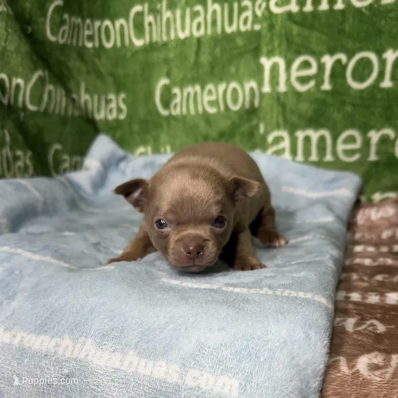 Freedom Lavender Short Coat – Chihuahua puppy for sale in Spiro, OK