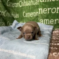 Freedom Lavender Short Coat, a male Chihuahua for sale in Spiro, OK – Photo 1 of 10