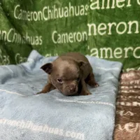 Freedom Lavender Short Coat, a male Chihuahua for sale in Spiro, OK – Photo 8 of 10