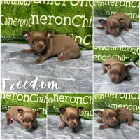 Freedom Lavender Short Coat, a male Chihuahua for sale in Spiro, OK – 8 of 10