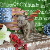 Freedom Lavender Short Coat, a male Chihuahua for sale in Spiro, OK – 5 of 10