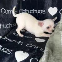 Polar SC White, a male Chihuahua for sale in Spiro, OK – 5 of 10