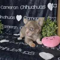 Aspen Long Coat Lavender , a female Chihuahua for sale in Spiro, OK – 3 of 9