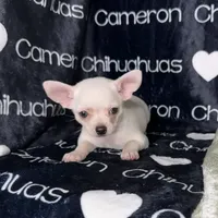 Polar SC White, a male Chihuahua for sale in Spiro, OK – 2 of 10