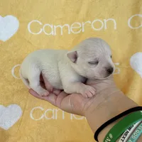 Polar SC White, a male Chihuahua for sale in Spiro, OK – 3 of 9