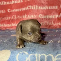 Cannoli Short Coat Lavender, a male Chihuahua for sale in Spiro, OK – 2 of 6