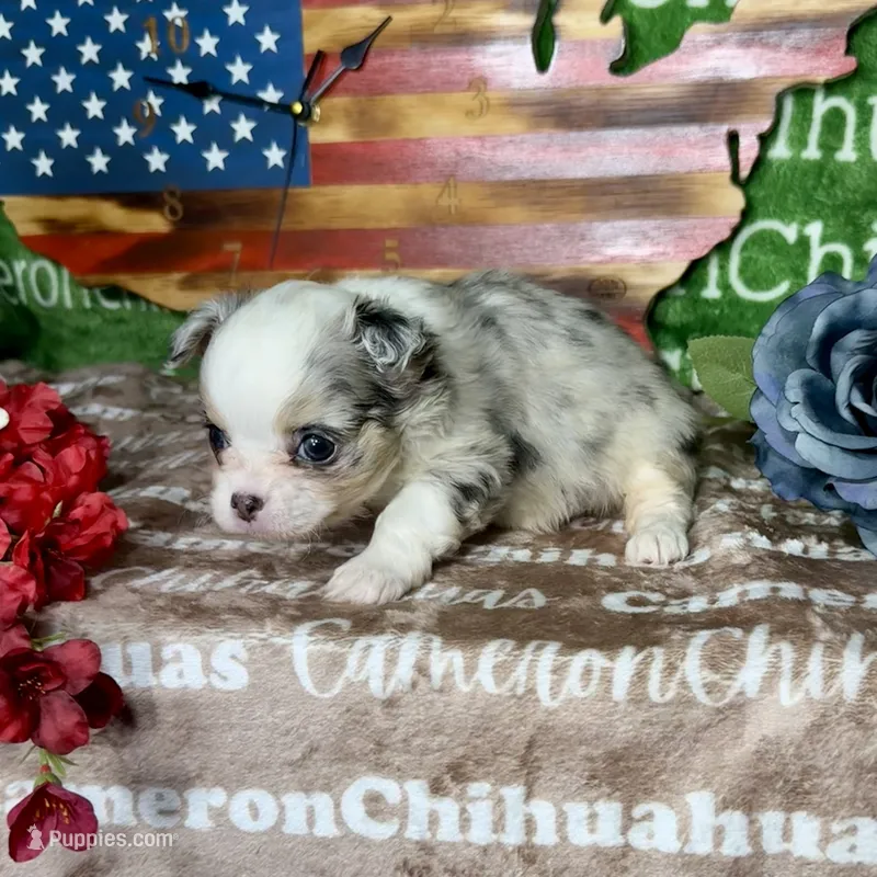 Drysdale Long Coat Merle – Chihuahua puppy for sale in Spiro, OK