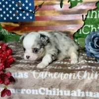 Drysdale Flashy Merle, a male Chihuahua for sale in Spiro, OK – 5 of 10