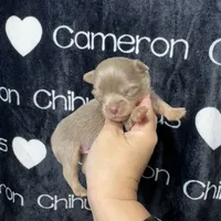Tofu Lavender LC, a male Chihuahua for sale in Spiro, OK – 4 of 10