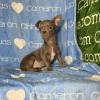 Freedom Lavender Short Coat, a male Chihuahua for sale in Spiro, OK – 4 of 10