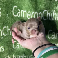 Spud LC Micro Tiny Lavender, a male Chihuahua for sale in Spiro, OK – 1 of 10