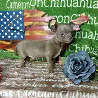 Freedom Lavender Short Coat, a male Chihuahua for sale in Spiro, OK – 3 of 10