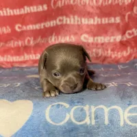 Cannoli Short Coat Lavender, a male Chihuahua for sale in Spiro, OK – 4 of 6