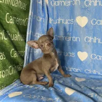 Freedom Lavender Short Coat, a male Chihuahua for sale in Spiro, OK – 2 of 10