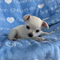 Polar SC White, a male Chihuahua for sale in Spiro, OK – 7 of 10