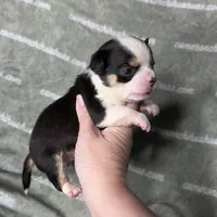 Jethro Short Coat, a male Chihuahua for sale in Spiro, OK – 5 of 8