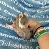 Thumper Micro Long Coat Lavender , a male Chihuahua for sale in Spiro, OK – 6 of 6