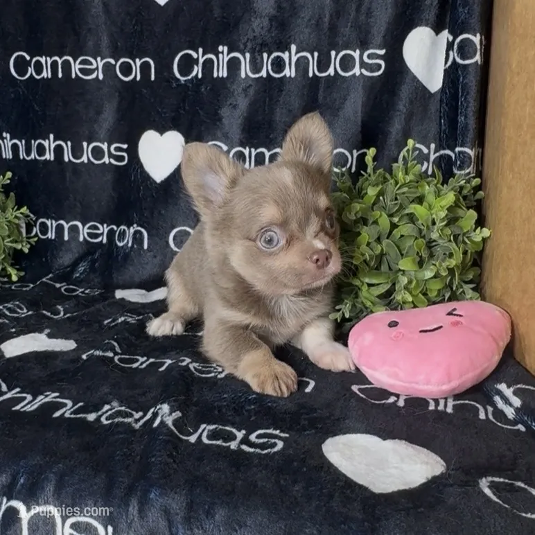 Aspen Long Coat Lavender  – Chihuahua puppy for sale in Spiro, OK