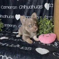 Aspen Long Coat Lavender , a female Chihuahua for sale in Spiro, OK – 1 of 9