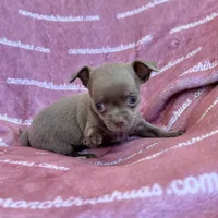 Liberty Tiny Lavender Short Coat, a female Chihuahua for sale in Spiro, OK – 2 of 10