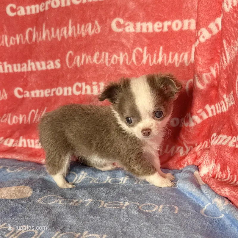 Faline Long Coat Micro  – Chihuahua puppy for sale in Spiro, OK
