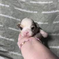 Drysdale Long Coat Merle, a male Chihuahua for sale in Spiro, OK – 2 of 9