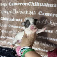 Brie Blue Long coat , a female Chihuahua for sale in Spiro, OK – 2 of 10