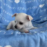Polar SC White, a male Chihuahua for sale in Spiro, OK – 8 of 10