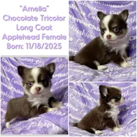Amelia Chocolate LC, a female Chihuahua for sale in Spiro, OK – Photo 10 of 10