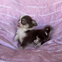 Amelia Chocolate LC, a female Chihuahua for sale in Spiro, OK – Photo 4 of 10