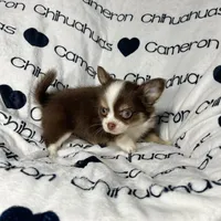 Amelia Chocolate LC, a female Chihuahua for sale in Spiro, OK – Photo 6 of 10