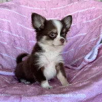 Amelia Chocolate LC, a female Chihuahua for sale in Spiro, OK – Photo 1 of 10