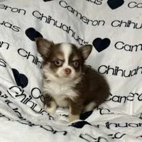 Amelia Chocolate LC, a female Chihuahua for sale in Spiro, OK – Photo 8 of 10