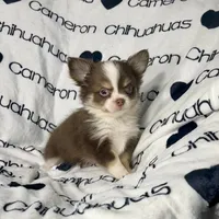 Amelia Chocolate LC, a female Chihuahua for sale in Spiro, OK – Photo 5 of 10