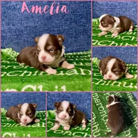 Amelia Chocolate LC, a female Chihuahua for sale in Spiro, OK – Photo 7 of 10