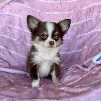 Amelia Chocolate LC, a female Chihuahua for sale in Spiro, OK – Photo 2 of 10