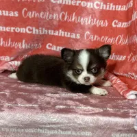 Amelia Chocolate LC, a female Chihuahua for sale in Spiro, OK – Photo 9 of 10