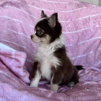 Amelia Chocolate LC, a female Chihuahua for sale in Spiro, OK – Photo 3 of 10