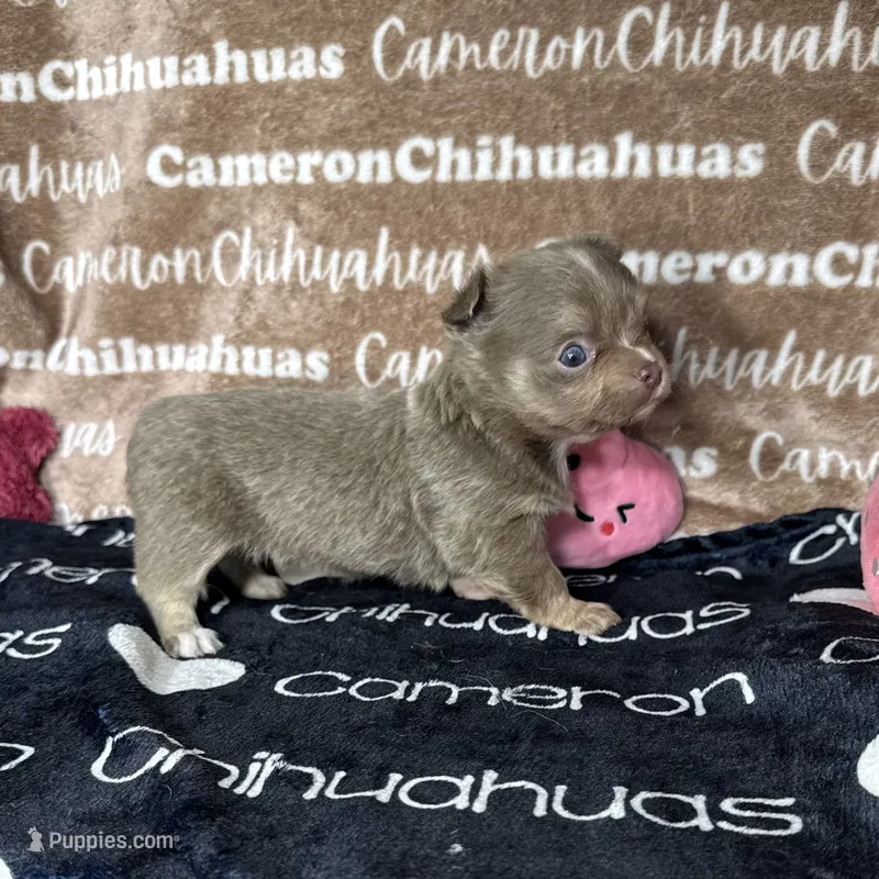 Aspen Long Coat Lavender  – Chihuahua puppy for sale in Spiro, OK