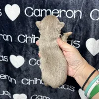 Tofu Lavender LC, a male Chihuahua for sale in Spiro, OK – 5 of 10