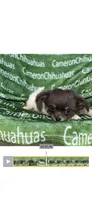 Blue long coat AKC ACA, a male Chihuahua for sale in Spiro, OK – 3 of 10