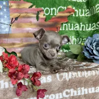 Liberty Tiny Lavender Short Coat, a female Chihuahua for sale in Spiro, OK – 5 of 10