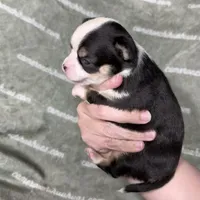 Jethro Short Coat, a male Chihuahua for sale in Spiro, OK – 6 of 8