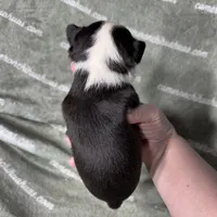 Jethro Short Coat, a male Chihuahua for sale in Spiro, OK – 8 of 8