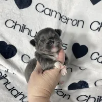 Fiona Blue Long Coat, a female Chihuahua for sale in Spiro, OK – Photo 8 of 10