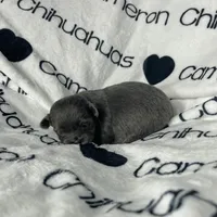 Fiona Blue Long Coat, a female Chihuahua for sale in Spiro, OK – Photo 9 of 10