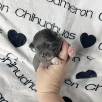 Fiona Blue Long Coat, a female Chihuahua for sale in Spiro, OK – Photo 6 of 10