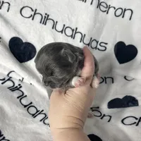 Fiona Blue Long Coat, a female Chihuahua for sale in Spiro, OK – Photo 7 of 10