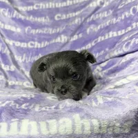 Fiona Blue Long Coat, a female Chihuahua for sale in Spiro, OK – Photo 4 of 10