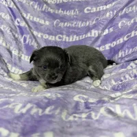 Fiona Blue Long Coat, a female Chihuahua for sale in Spiro, OK – Photo 2 of 10